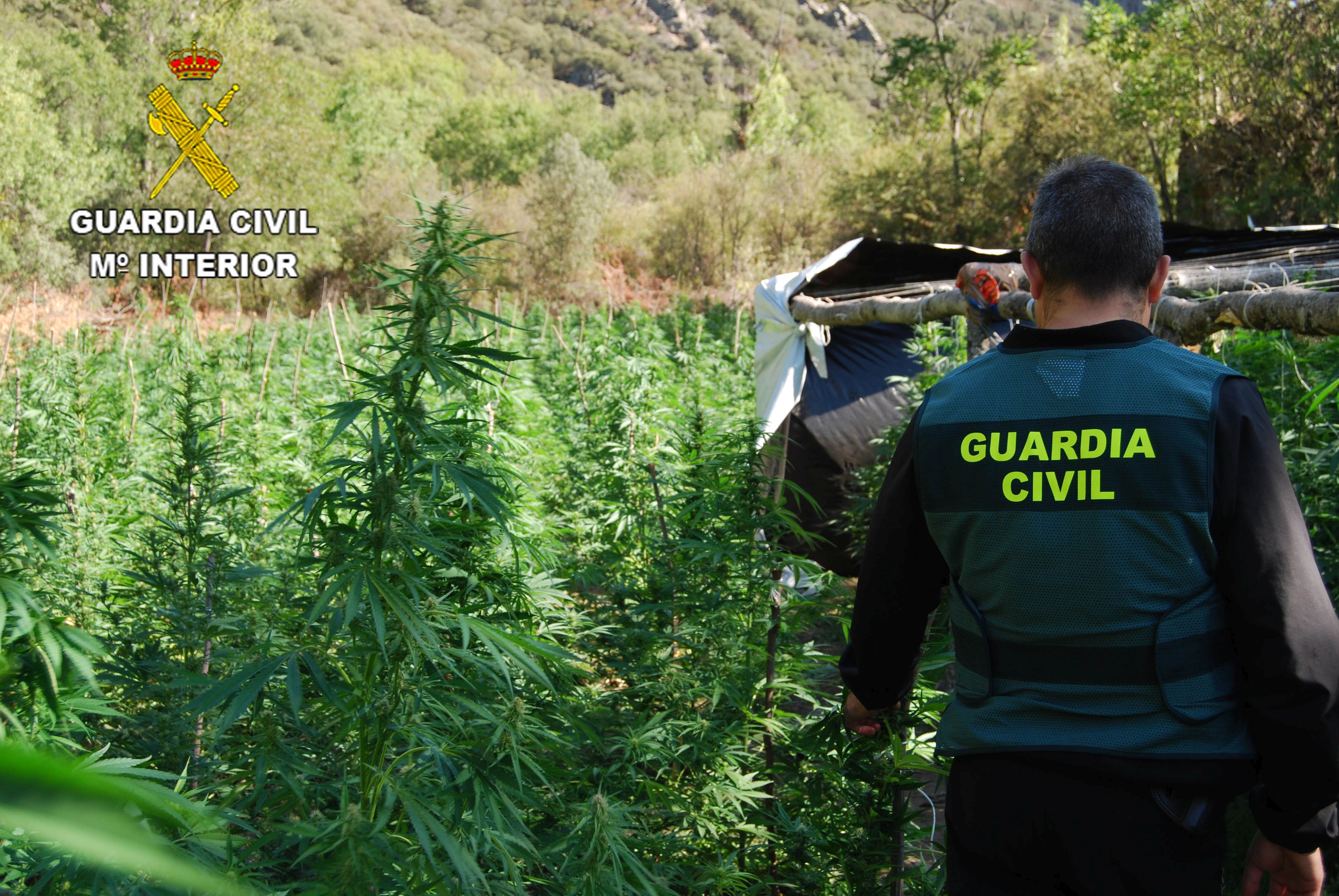 La Guardia Civil Desmantela Una Plantaci N De Marihuana En El Parque