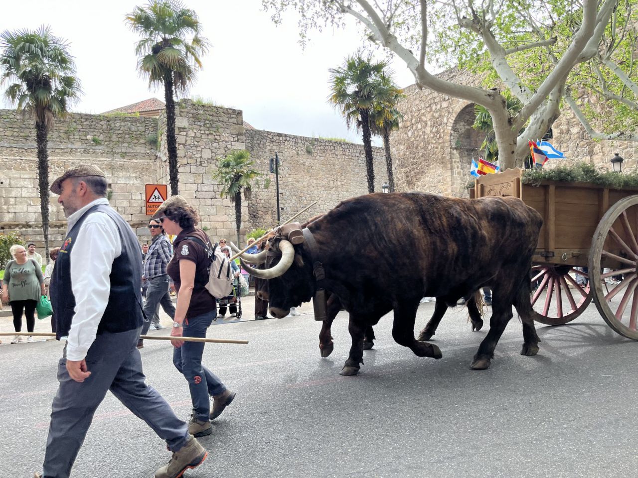 Cortejo Mondas 2024