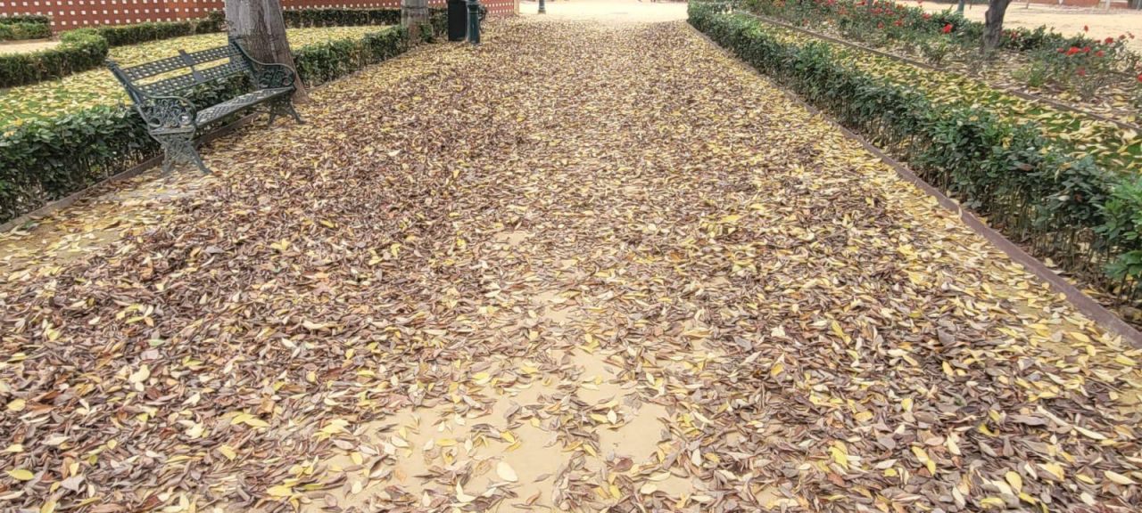 Hojas secas en Talavera de la Reina 