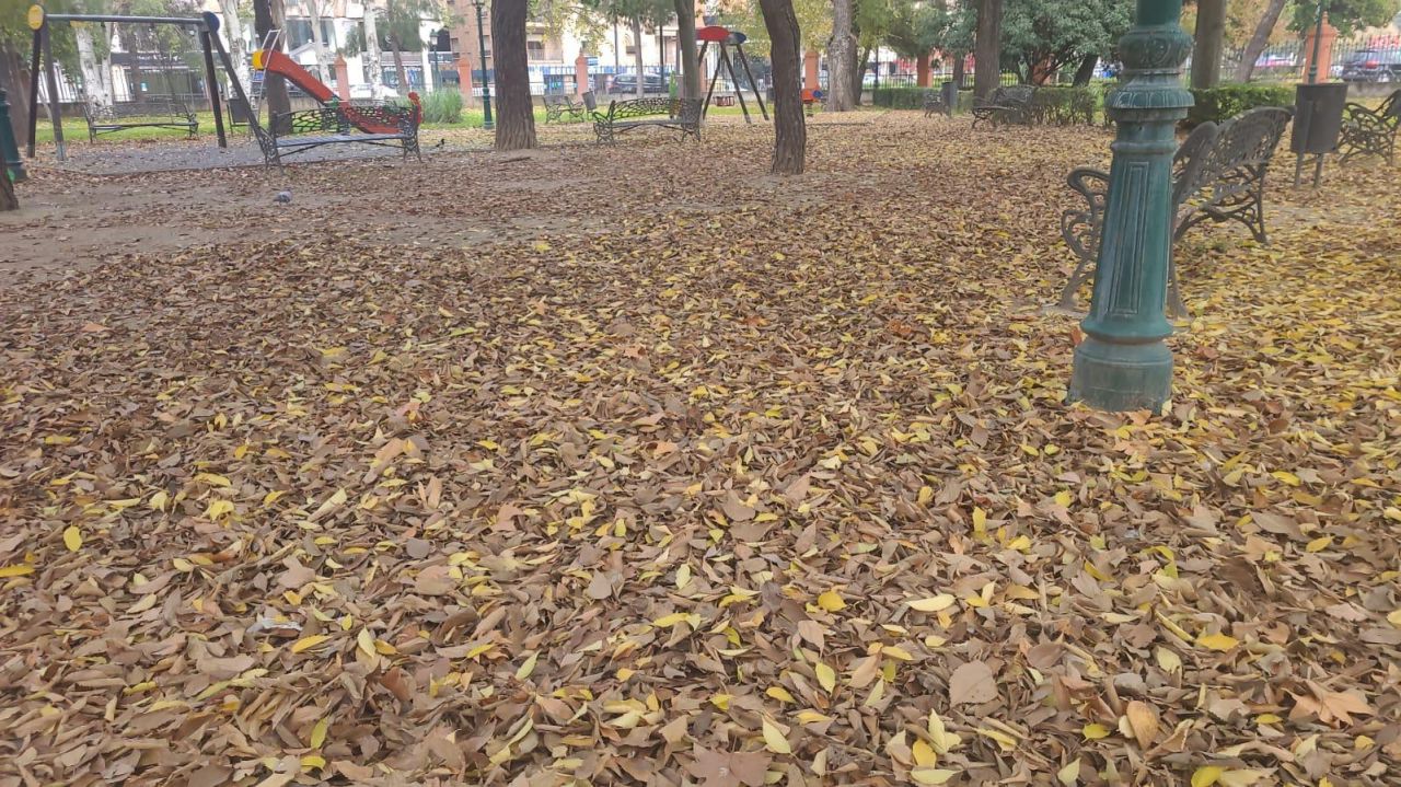 Hojas secas en Talavera de la Reina 