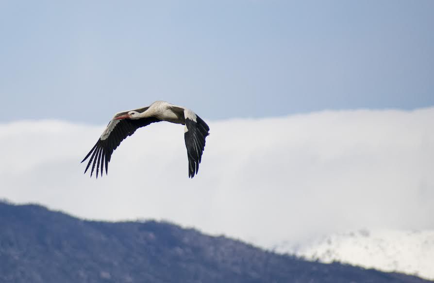 Navamorcuende y la Sierra de Gredos