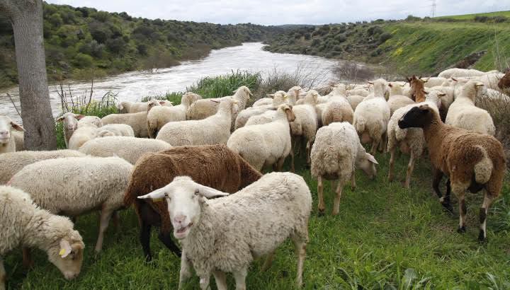 Impactantes imágenes de El Puente del Arzobispo y la presa de Azután