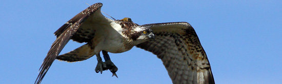 Aguila pescadora 'Aigan' con anilla y transmisor satelite en embalse
de Cazalegas (Foto: FONACAM)