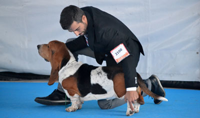 Más de 4.000 perros avalan un nuevo éxito de la Exposición Internacional Canina