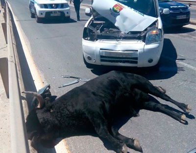 El Ayuntamiento pide a la dirección de La Caprichosa 2.300 euros por los daños del vehículo que embistió al toro en mayo