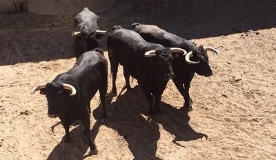 El PACMA pide responsabilidades y que se aclare lo sucedido con el toro que ha sembrado el pánico por las calles de Talavera