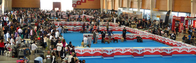 Talavera Ferial acoge durante el fin de semana la XXXII Exposición Internacional Canina