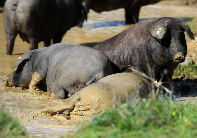 En defensa de la esencia del cerdo ibérico