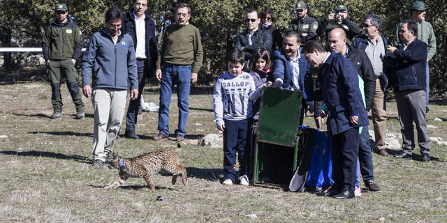 Castilla-La Mancha refuerza la población de lince ibérico