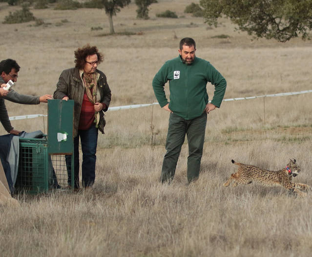 Nueva suelta de linces en Castilla-La Mancha