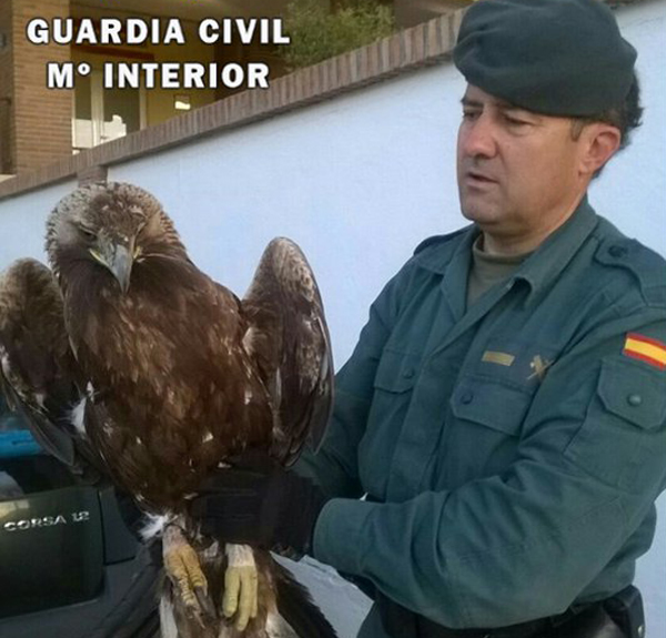 El SEPRONA recupera un águila en Los Navalucillos