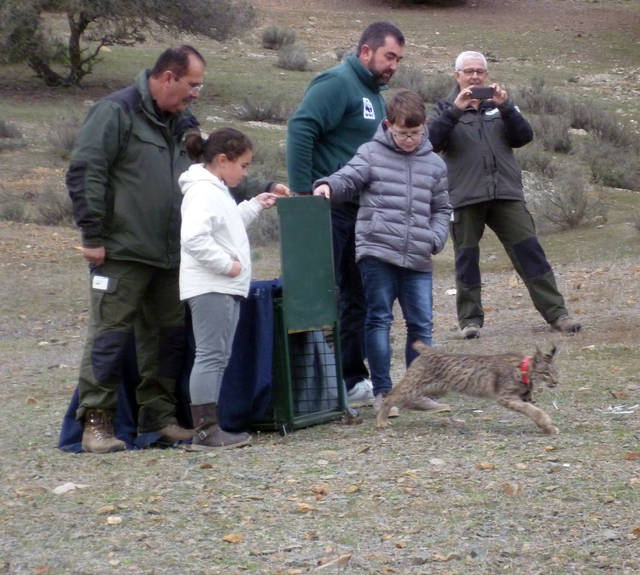 Una nueva hembra de lince ibérico en C-LM