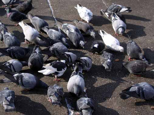 Más de 62.000 euros para desratización y control de palomas en las calles