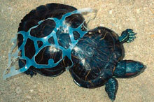 La basura de nuestros océanos sigue dañando animales