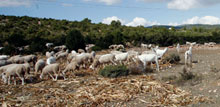 Agricultura abre el plazo para solicitar los 20 millones de euros en ayudas a las zonas de montaña o con dificultades