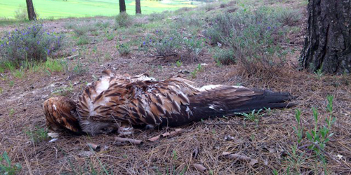 Masacre de aves rapaces protegidas y veneno en Arcicollar