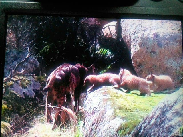 Localizada segunda camada de lince ibérico