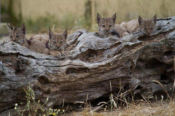 Nacen cuatro crías de Lince Ibérico en Toledo