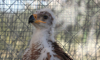 El CERI de Sevilleja de la Jara devuelve a su hábitat a un águila imperial