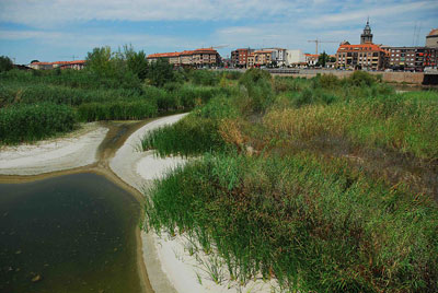 Ardeidas propone la creación de un Observatorio Municipal para el seguimiento del río Tajo