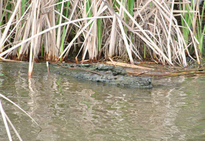 Las instituciones niegan la existencia del cocodrilo en las aguas de Cazalegas