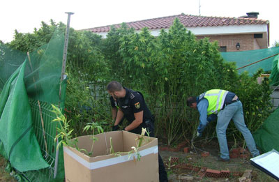 Desmantelada una plantación de marihuana en una urbanización de Talavera