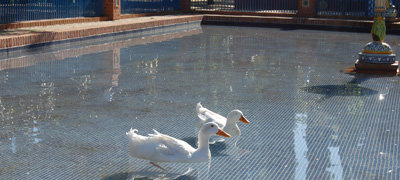 Los patos vuelven a embellecer el estanque de los Jardines del Prado