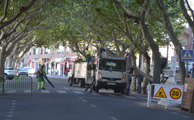 Abierta nuevamente la calle Carnicerías tras finalizar la tala parcial de los árboles