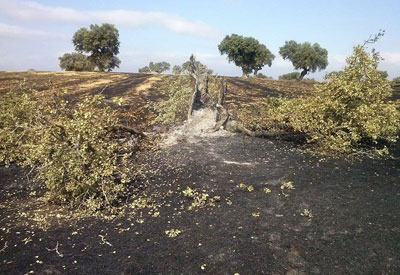 La Guardia Civil imputa a dos personas por el incendio forestal de Valdeverdeja