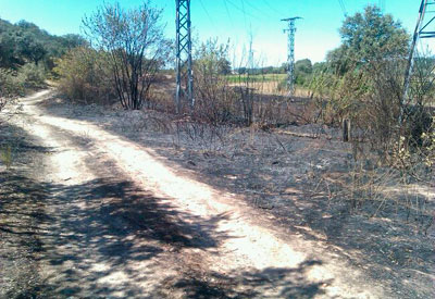 Nuevo incendio forestal junto al embalse de Cazalegas que arrasa dos hectáreas