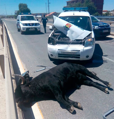 Un joven de 30 años ha sido intervenido y un niño de 9 trasladado al 12 de Octubre tras ser heridos por un toro en Talavera