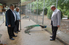 El pavo real de los Jardines del Prado se traslada provisionalmente al IES San Isidro