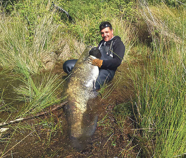 Un navalqueño pesca dos siluros de 70Kg