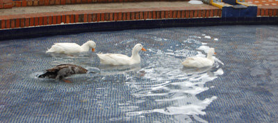 Dos perros atacan a los patos del estanque de los Jardines del Prado