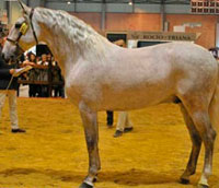 La Yeguada Jama, regentada por los hermanos Miguel y José Antonio Martín de Talavera, ha conseguido ser subcampeona de España con el caballo Belmonte