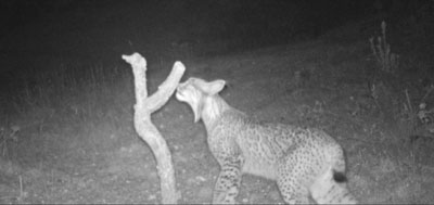 Localizado y fotografiado un nuevo ejemplar de lince ibérico en Castilla-La Mancha