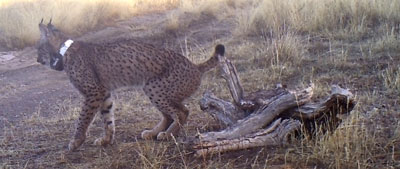 Los linces reintroducidos en la región, acomodados a sus nuevas áreas de campeo