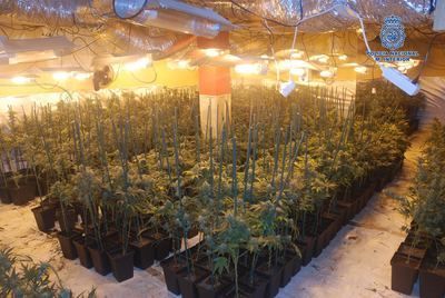 Desmantelado un laboratorio clandestino de cultivo de marihuana con 2.618 plantas