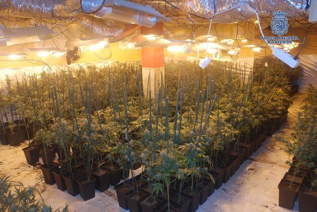 Desmantelado un laboratorio clandestino de cultivo de marihuana en Olías del Rey (Toledo)