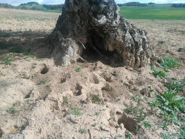 La Plataforma de Damnificados por la Plaga de Conejos amenaza con tractoradas ante la 'ineficacia' de las medidas tomadas por la Consejería de Agricultura de CLM