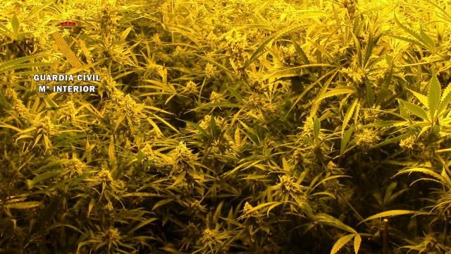 Detenida en Alcaudete de la Jara una mujer por cultivar 91 plantas de marihuana