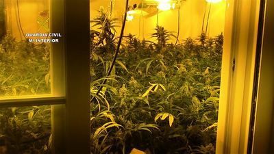 Desmantelado otro centro de cultivo de marihuana en la provincia