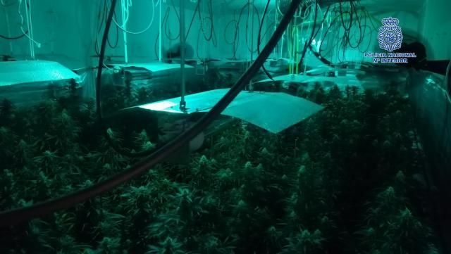 Desmantelado en Talavera un laboratorio de marihuana con 305 plantas