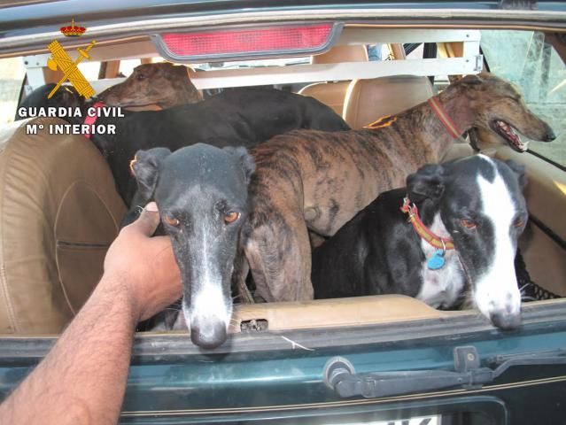 Se han aprehendido 1 vehículo, 5 canes de raza galgo y tres liebres