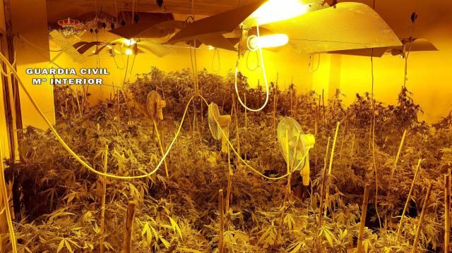 Desmantelado en La Roda (Albacete) un laboratorio de cultivo de cannabis sativa compuesto por 270 plantas