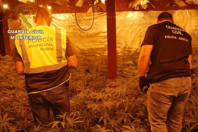 La Guardia Civil desmantela cinco plantaciones de marihuana en El Casar