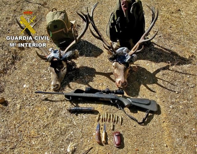 Dos detenidos por cazar de forma furtiva dos ciervos en Almodóvar del Campo (Ciudad Real)