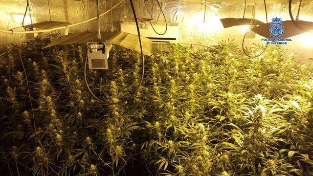 Desmantelado un nuevo centro de cultivo de 'marihuana' de interior