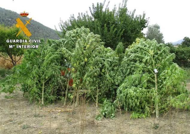 Intervienen 13 plantas de marihuana de 91 kilogramos en un maizal