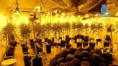 Cultivaba 547 plantas de marihuana dentro de una vivienda en Toledo